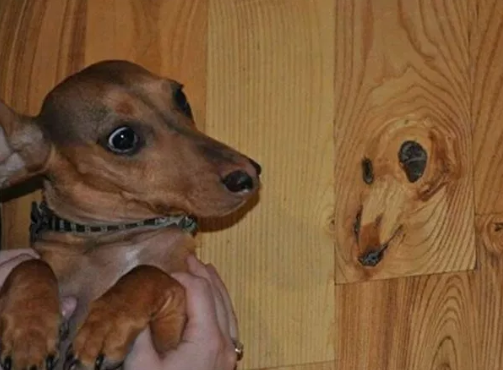 imagem de um cachorro ao lado de um pedaço de madeira que lembra o rosto do cachorro